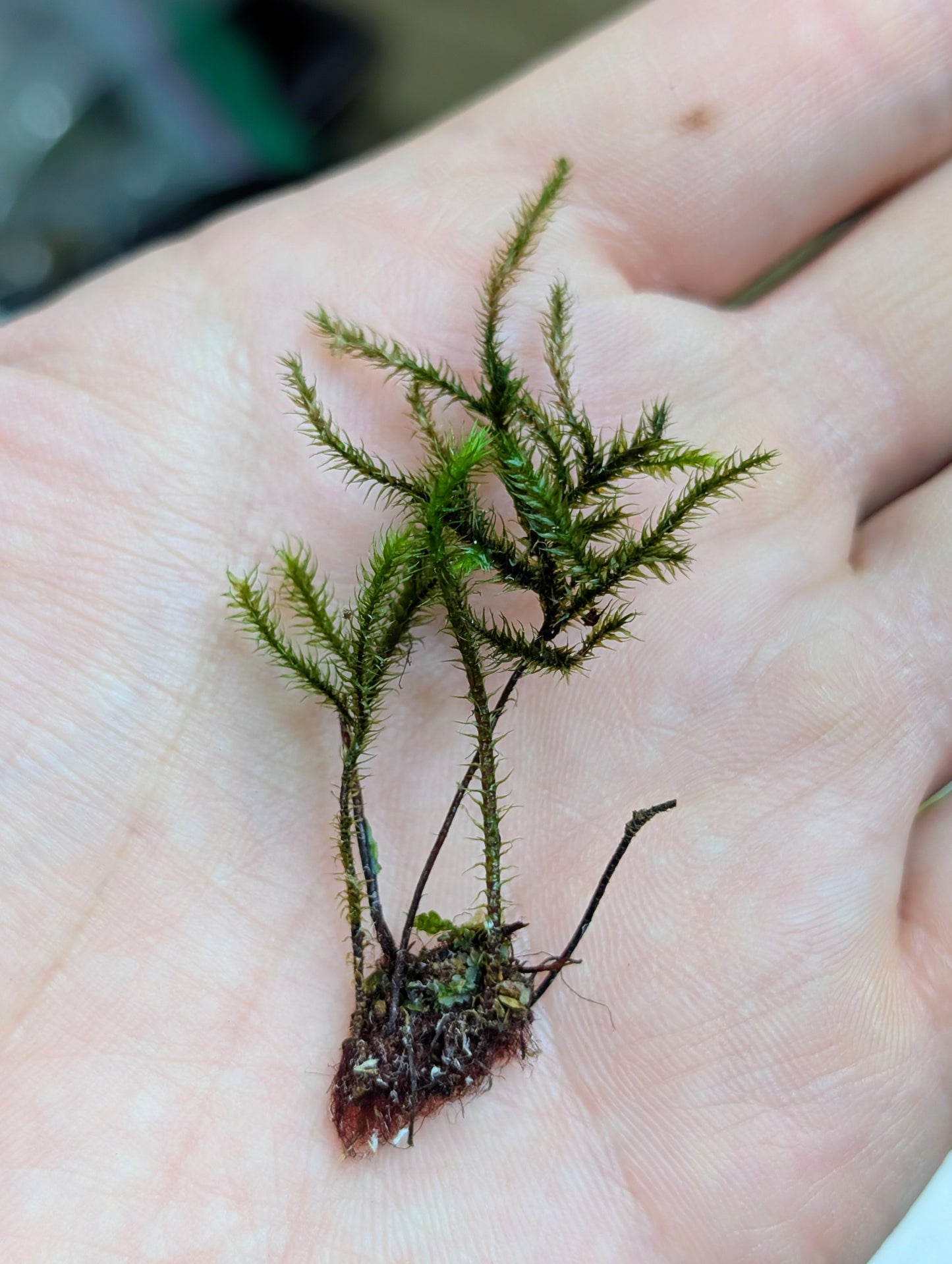 NEW! Climacium Dendroides (Tree Moss)