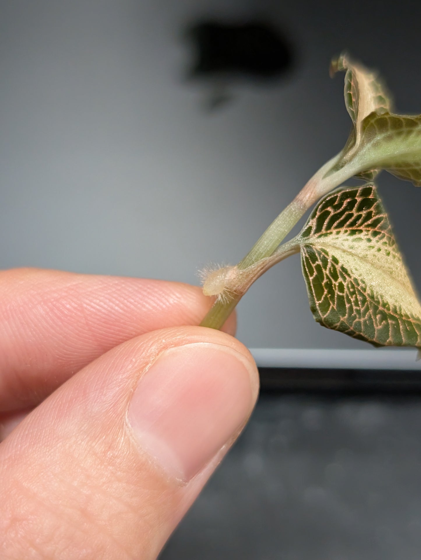 Anoectochilus reinwardtii "Milkyway'