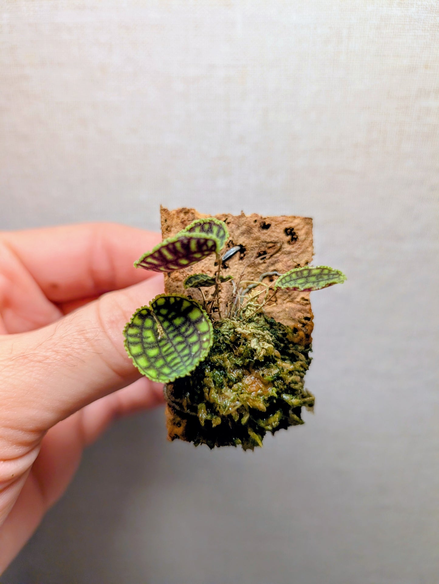 Lepanthes calodictyon