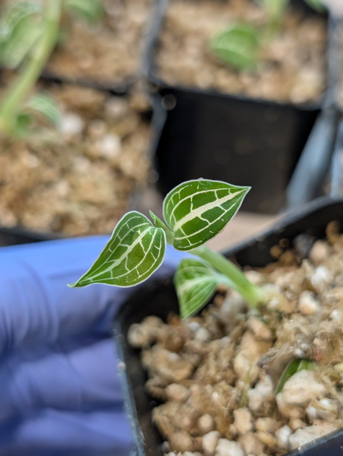 Anoectochilus albolineatus "Green with Milkyway"