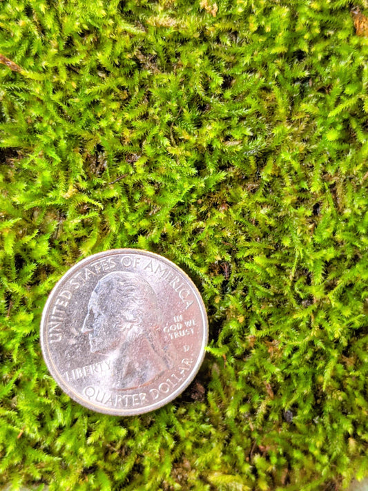 Tropical Terrarium Moss "Carpet"