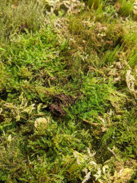 Close-up of green tropical terrarium moss.