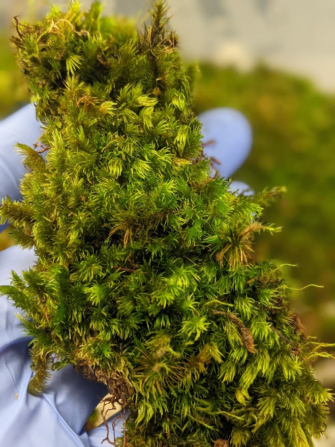Tropical Terrarium Moss (type 1)