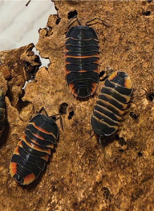 isopod
