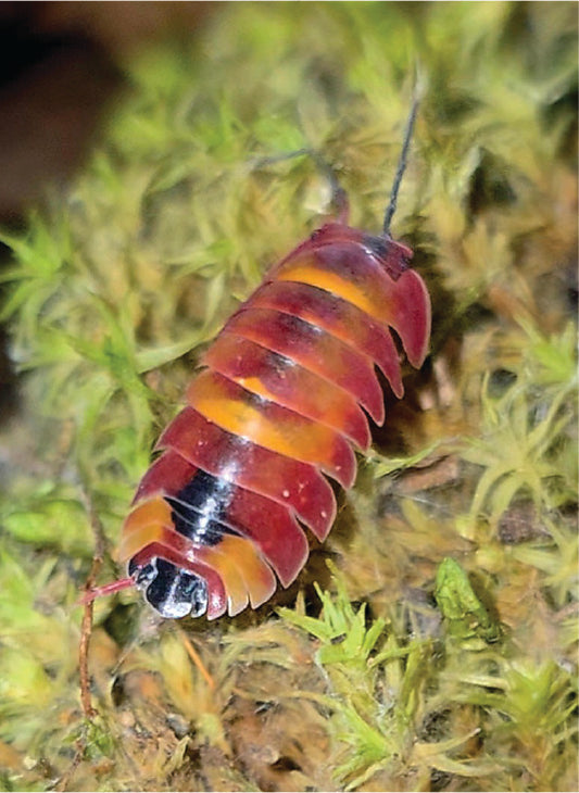 isopod