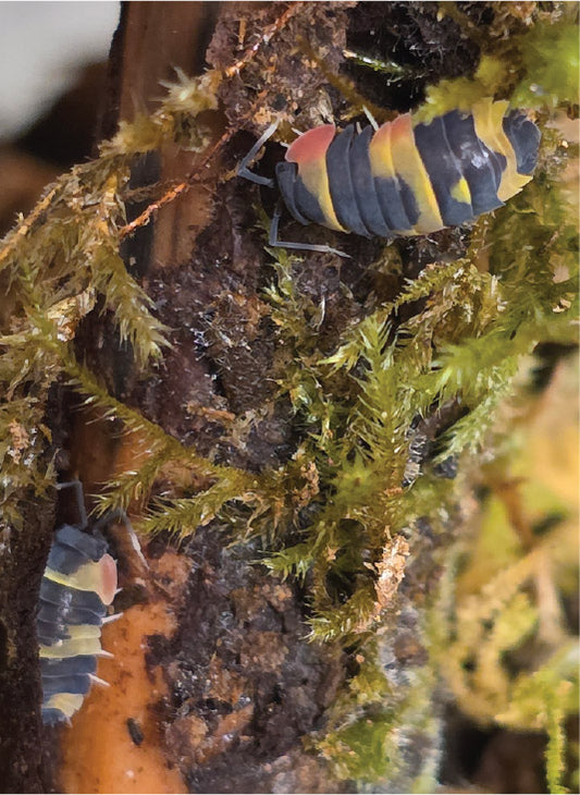 isopod