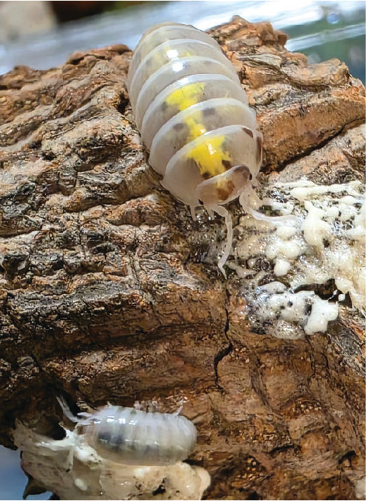 isopod