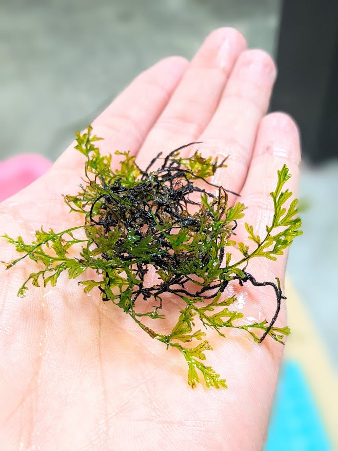 aquatic plant