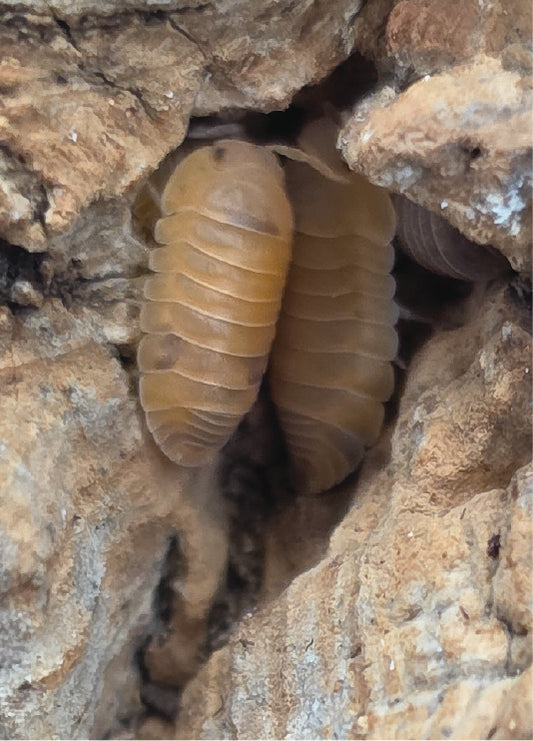 isopod