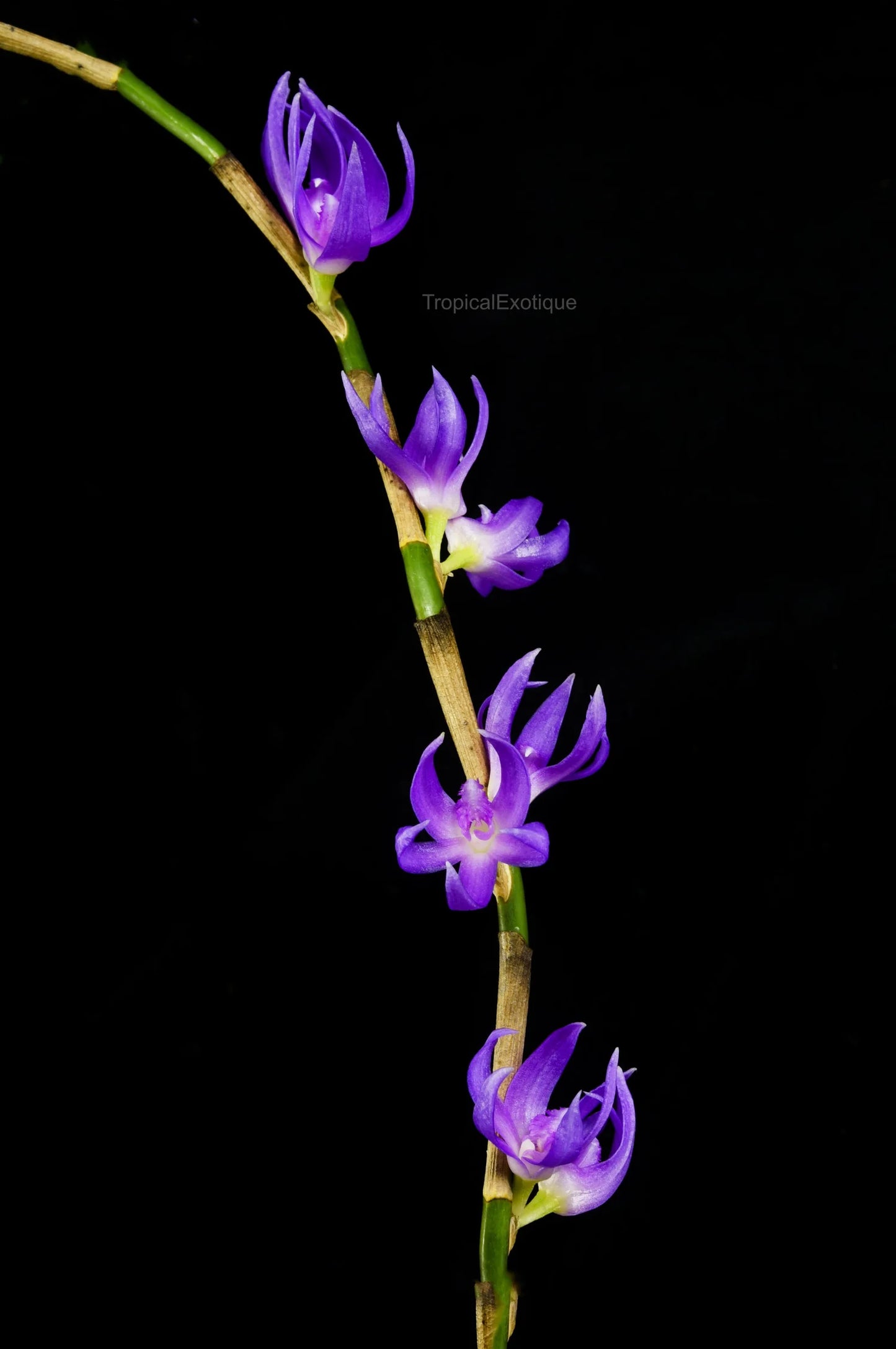 Dendrobium ostrinum var. ochroleucum