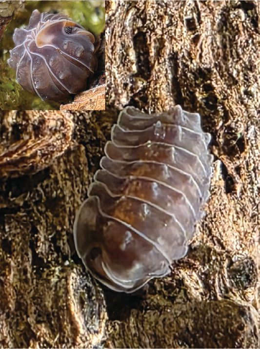 isopod