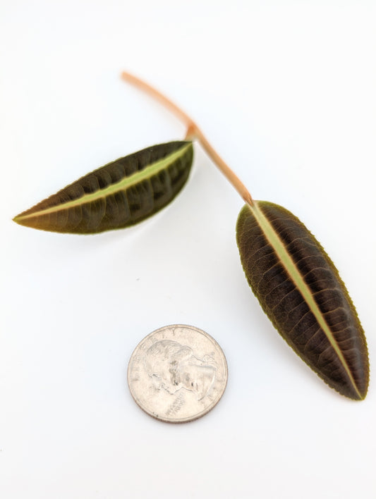 Labisia NOID Type 1
