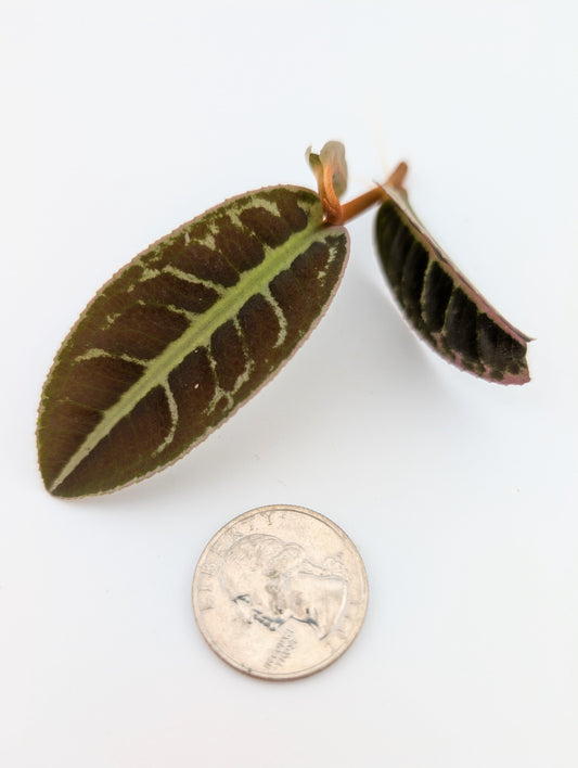 Labisia NOID Type 2