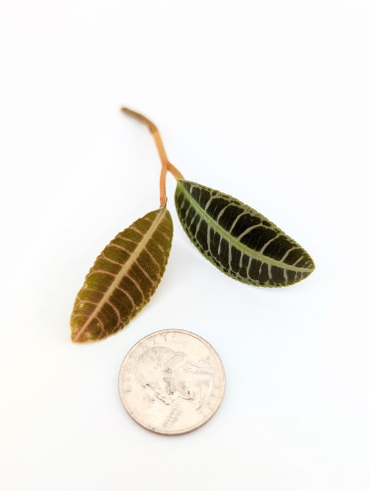 Labisia NOID Type 3