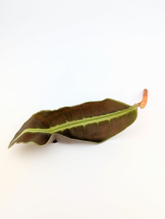 Labisia 'Lime Green Midline'