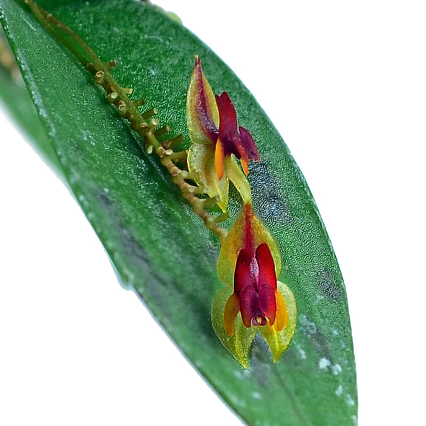 Lepanthes regularis