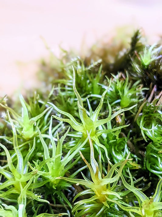 close up of terrarium moss