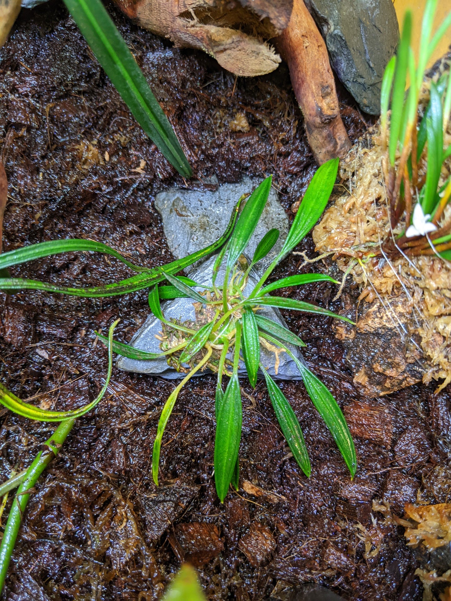 Aridarum Caulescens