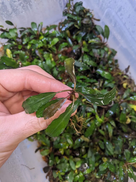 Bucephalandra