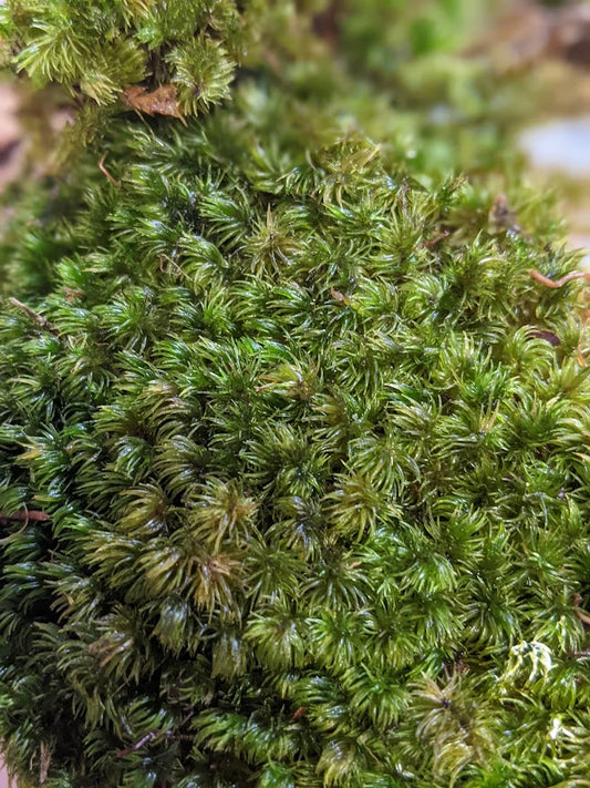 Tropical Terrarium Moss