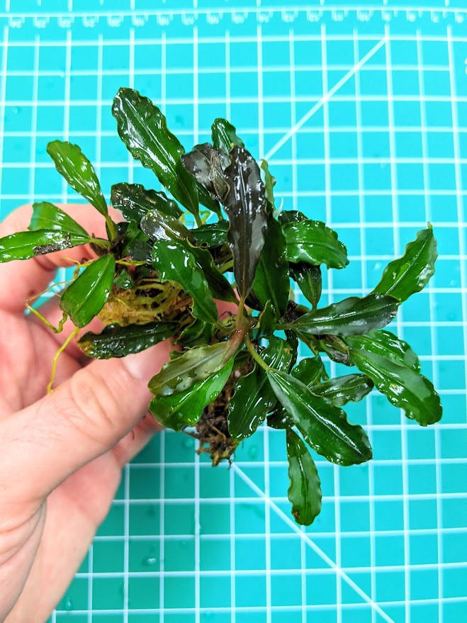 Bucephalandra