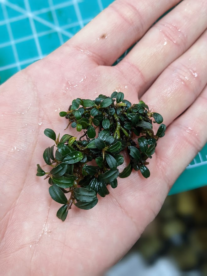 Bucephalandra