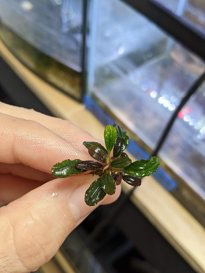 Bucephalandra