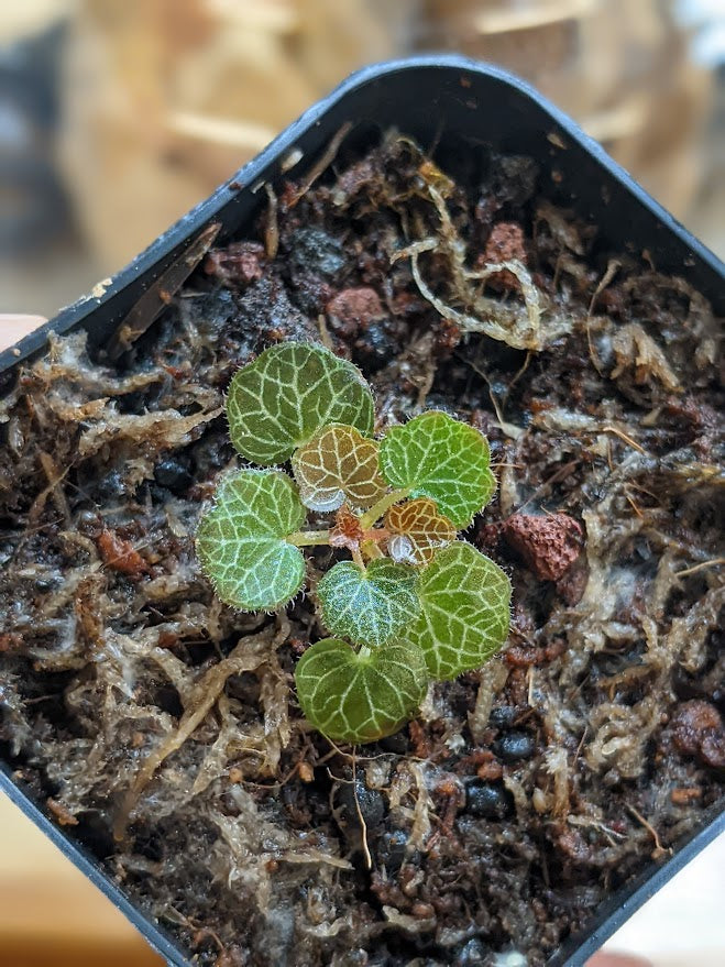 Micro Strawberry Begonia (Saxifraga stolonifera)