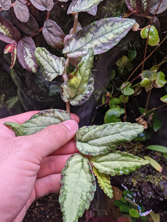 Pellionia repens (Watermelon Begonia)