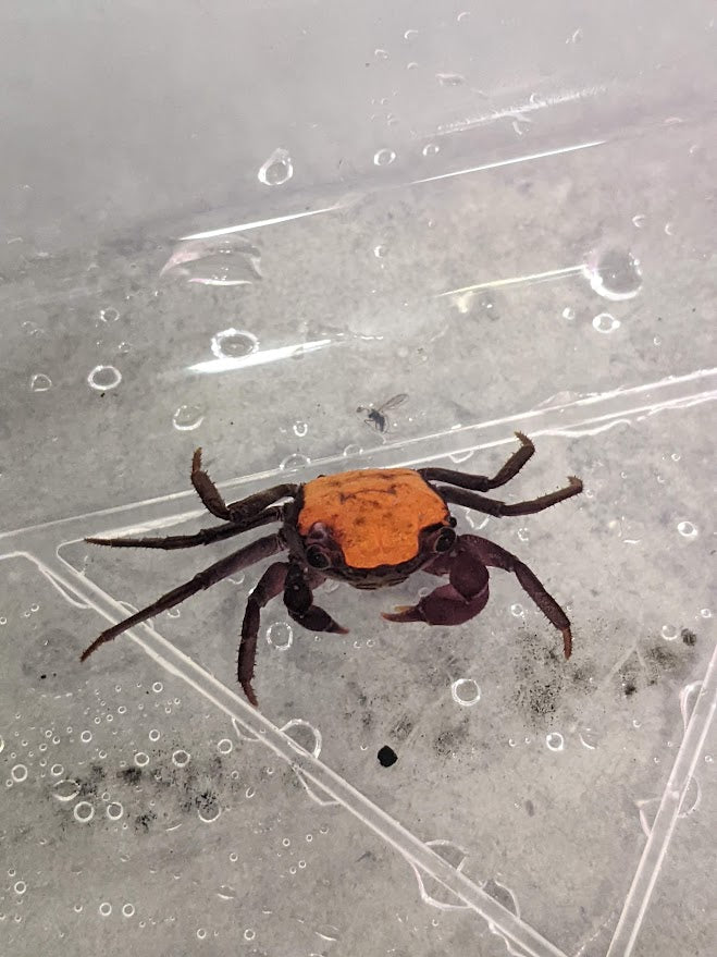 Geosesarma 'Orange Black Eye' (Vampire Crab)