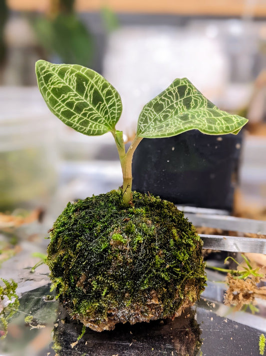 Jewel Orchid Kokedama Workshop (6/14 Fancy Plants)