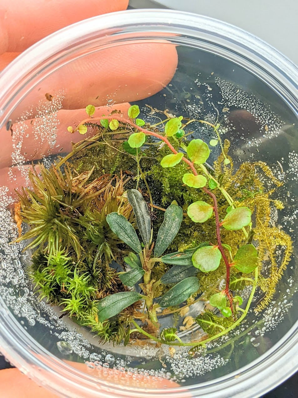 Terrarium Bundle Deal 'MINI'