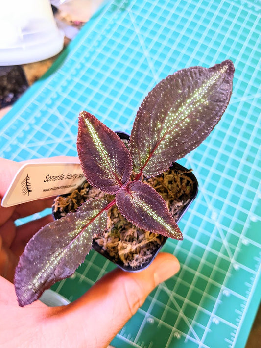 Sonerila 'starry sky'