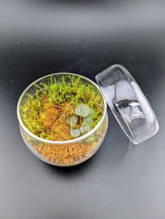 Japanese Mossarium Kit