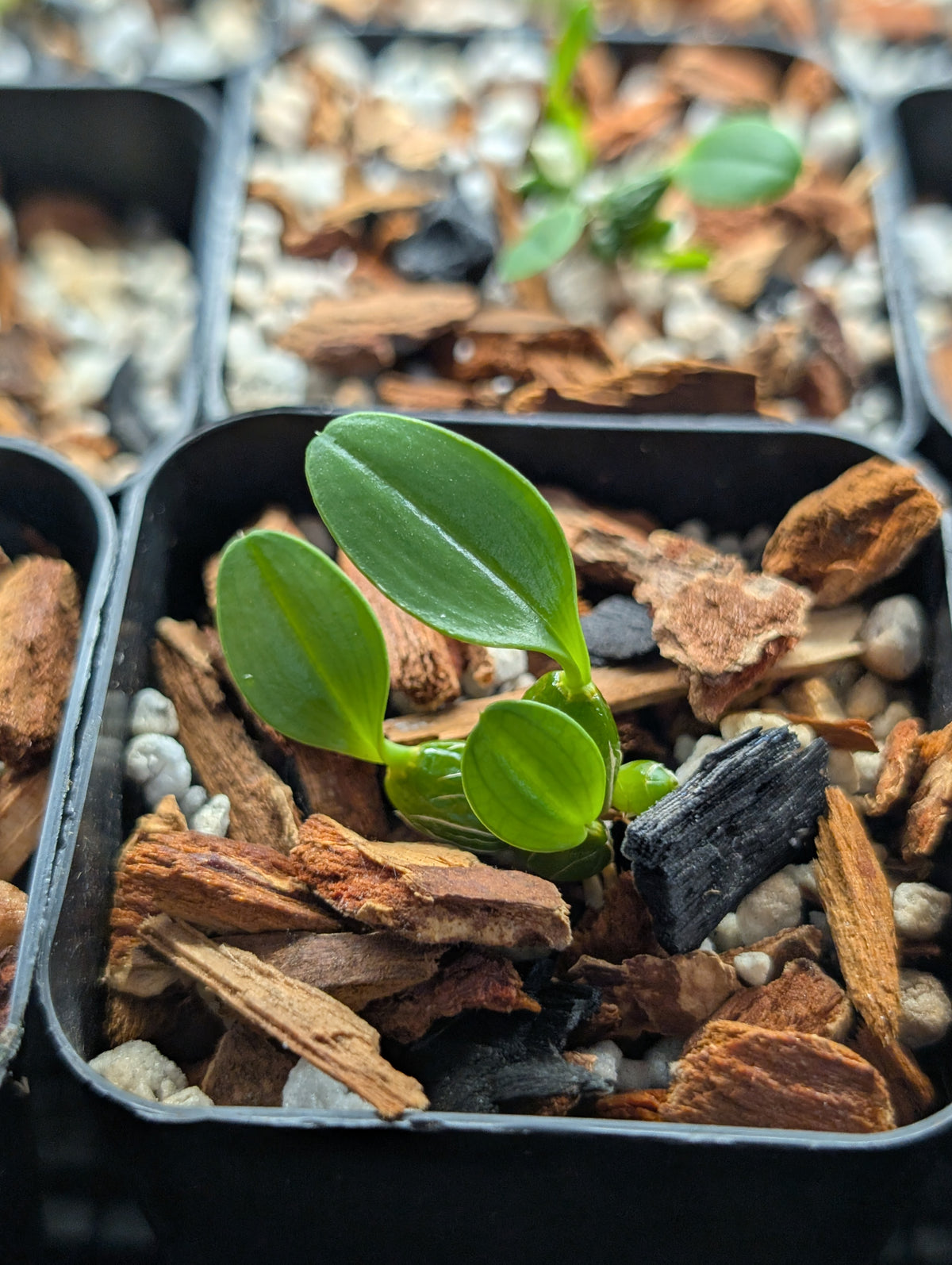 Dendrobium jenkinsii