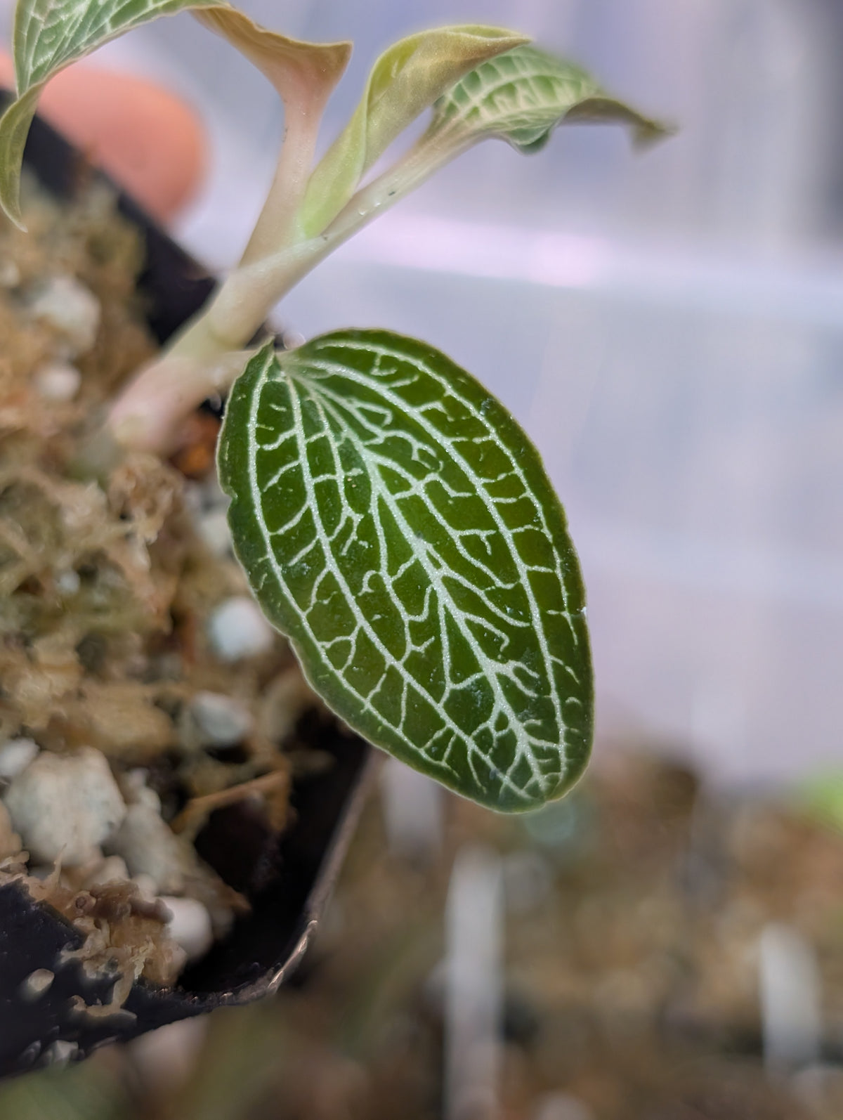 Ludochilus 'Poly' (Anoectochilus formosanus x Ludisia 'Lightning'