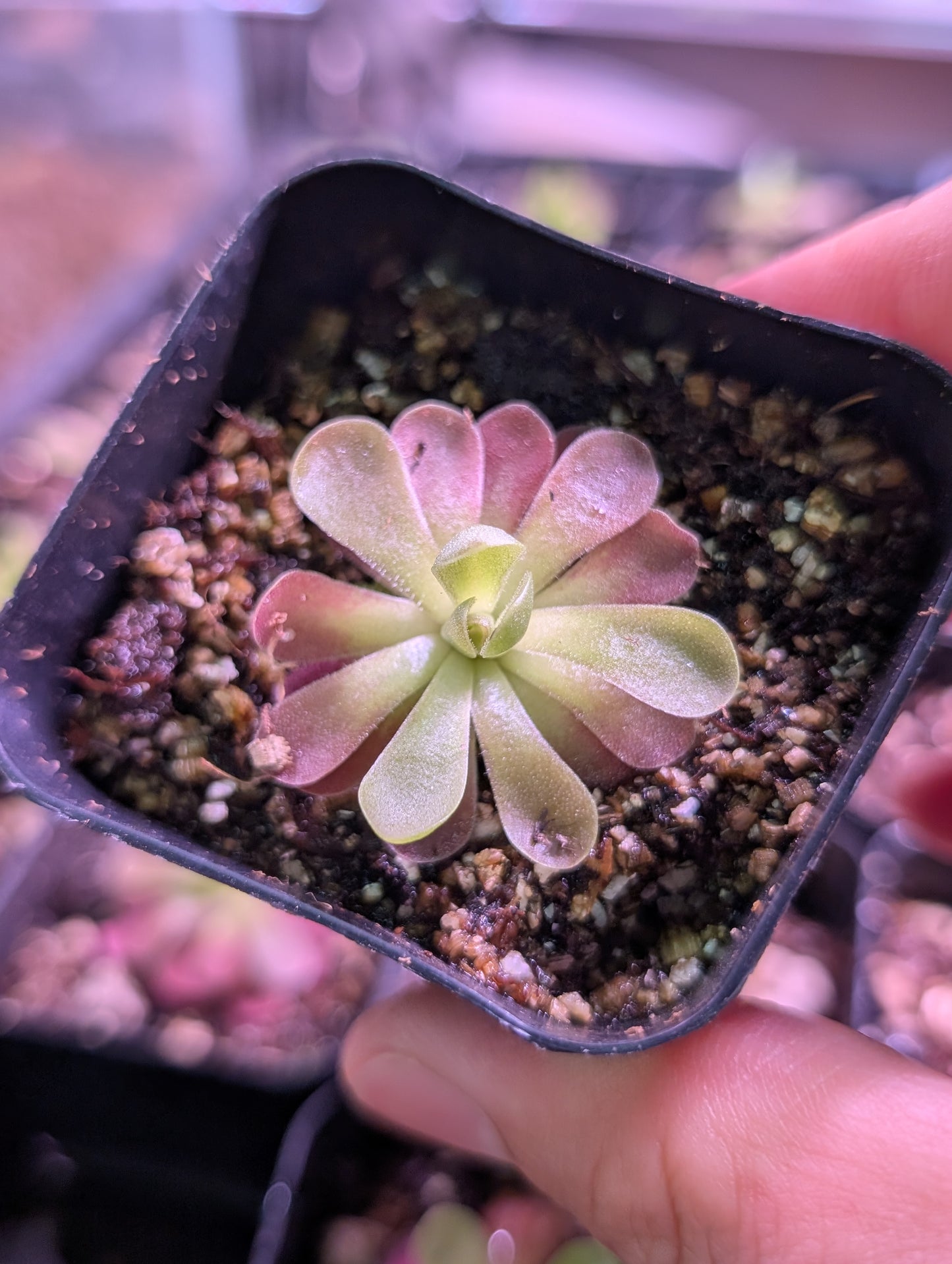 Pink plant with sticky leaves to trap insects.