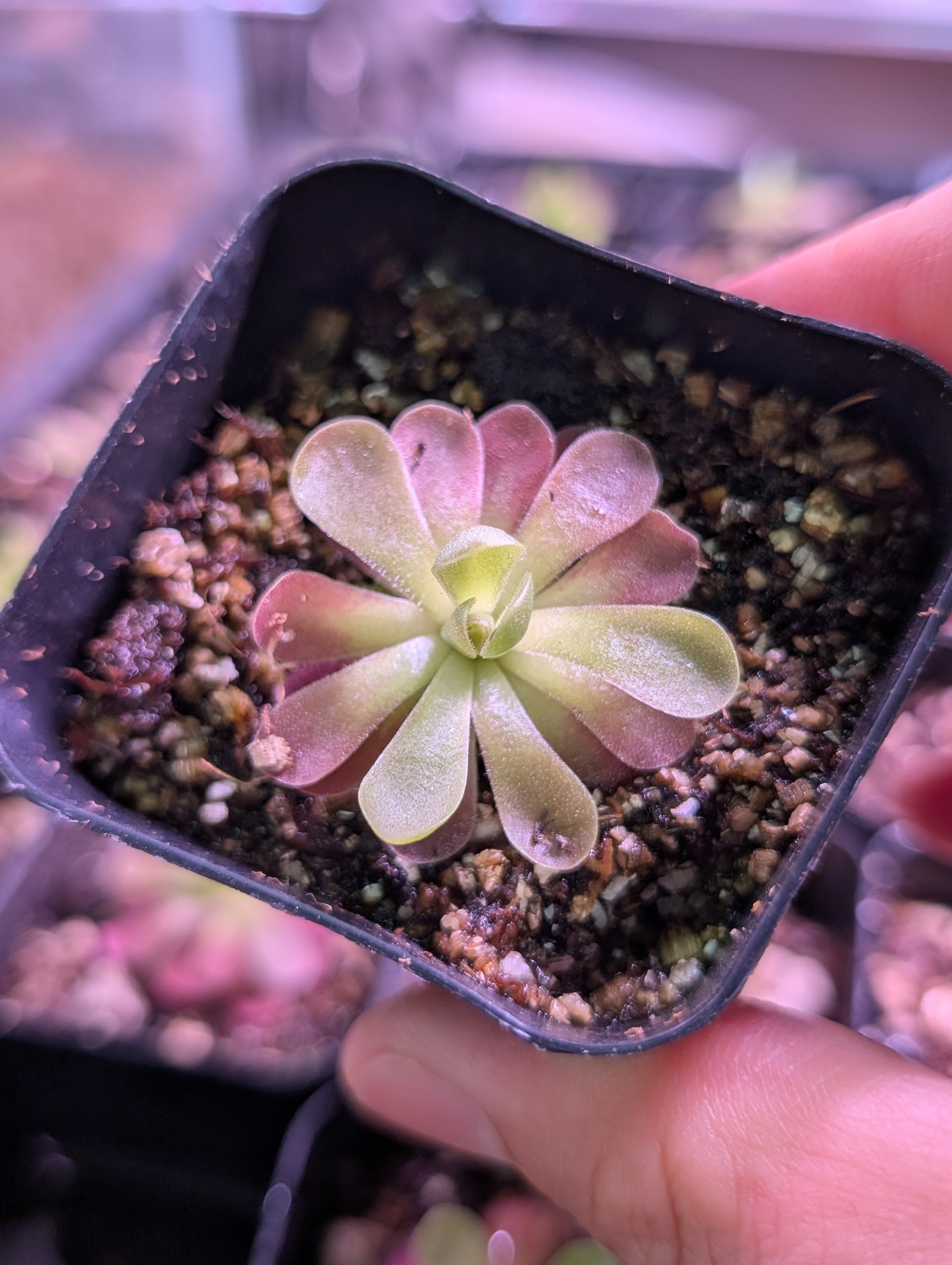 Pink plant with sticky leaves to trap insects.
