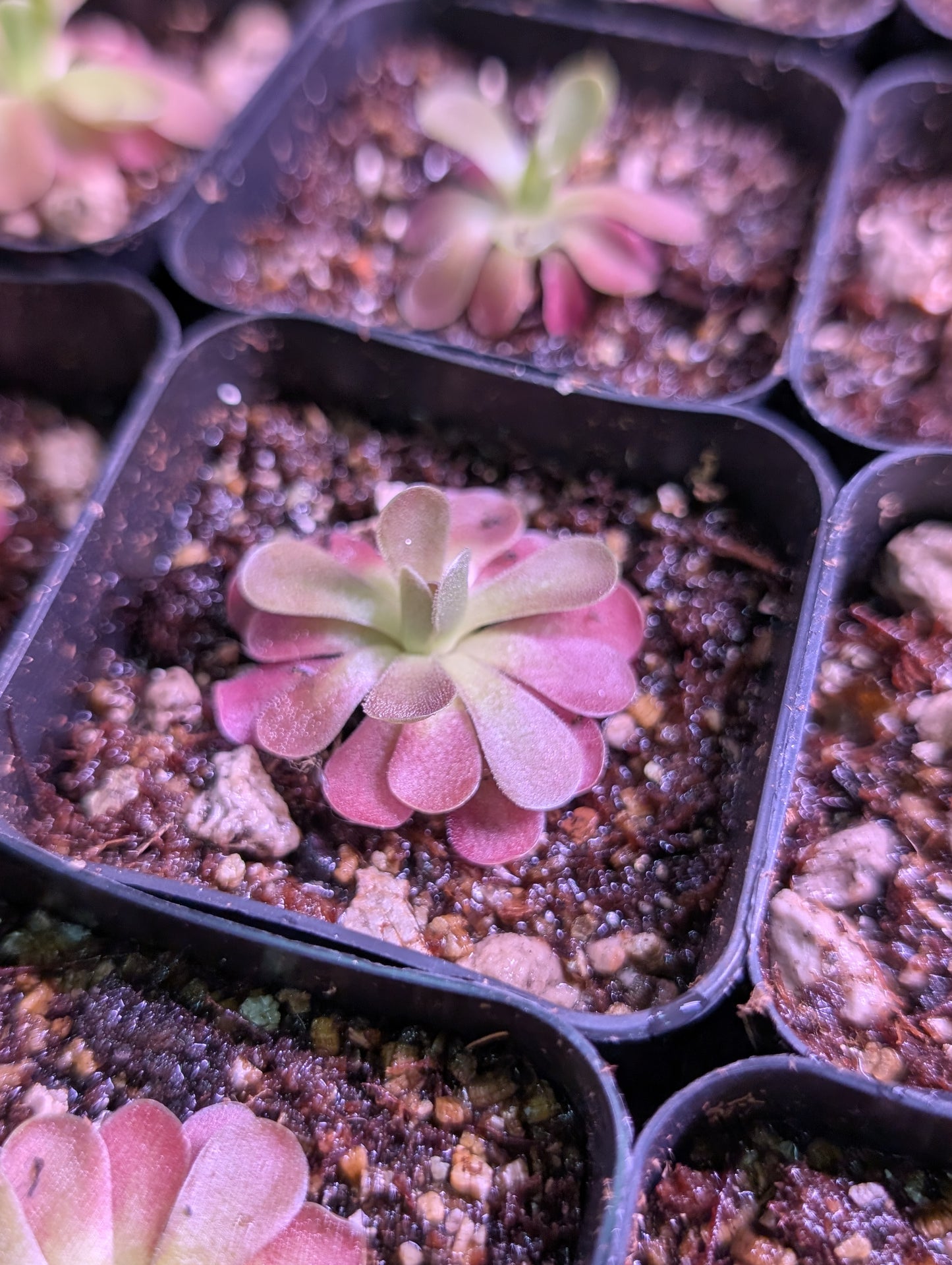 Pink plant with sticky leaves to trap insects.