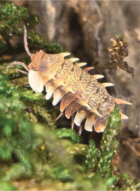 isopod