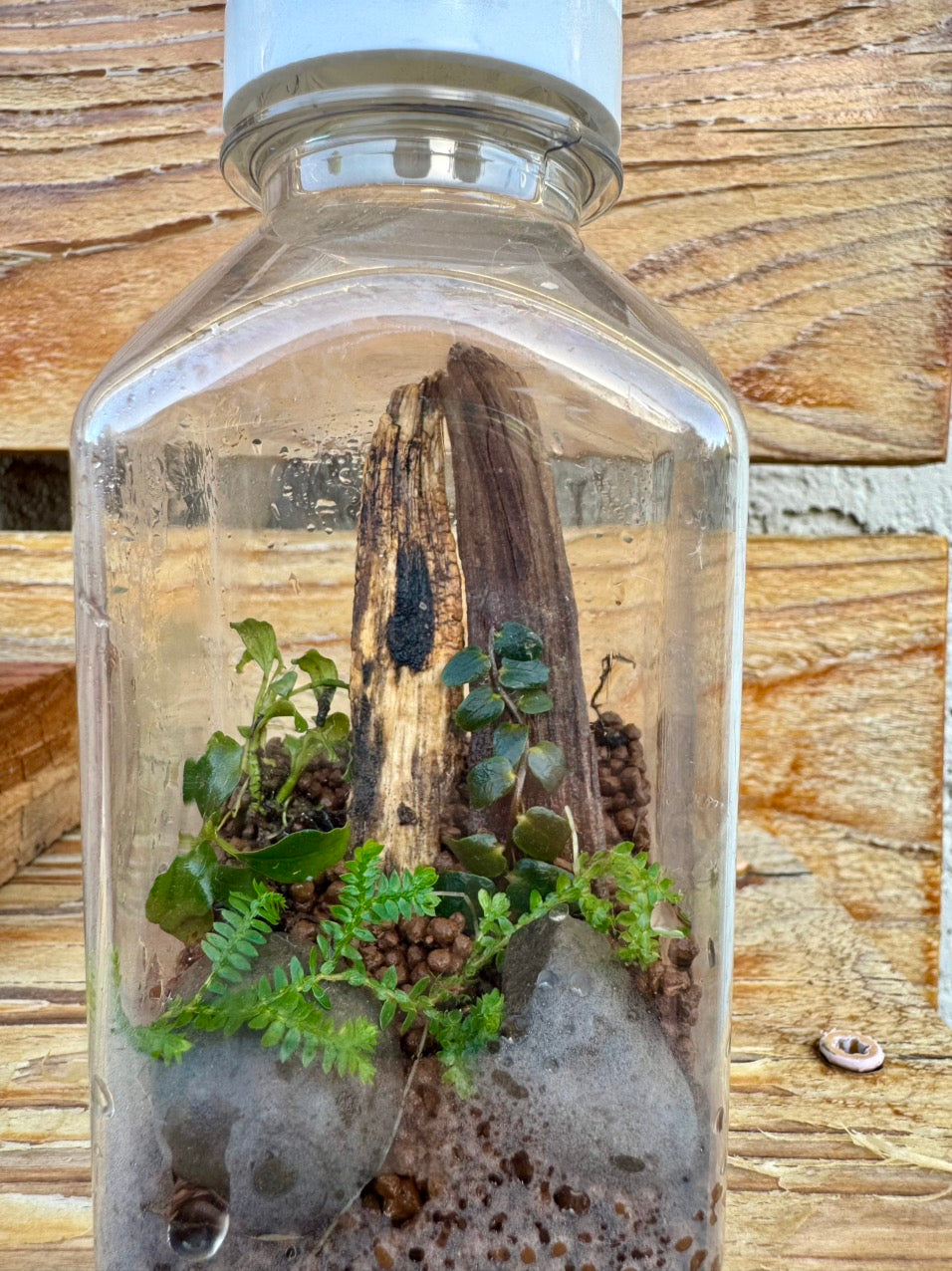 WORKSHOP - Scientific Bottle Terrarium (Kid Friendly!)
