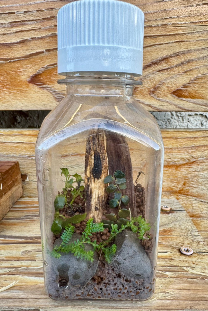WORKSHOP - Scientific Bottle Terrarium (Kid Friendly!)