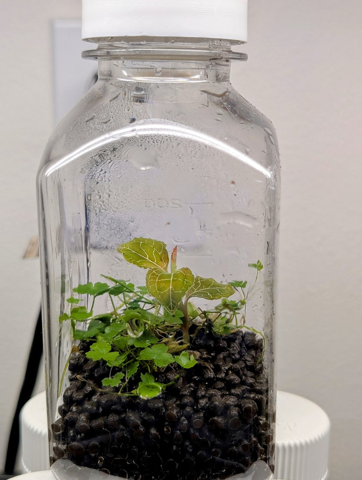 WORKSHOP - Scientific Bottle Terrarium (Kid Friendly!)