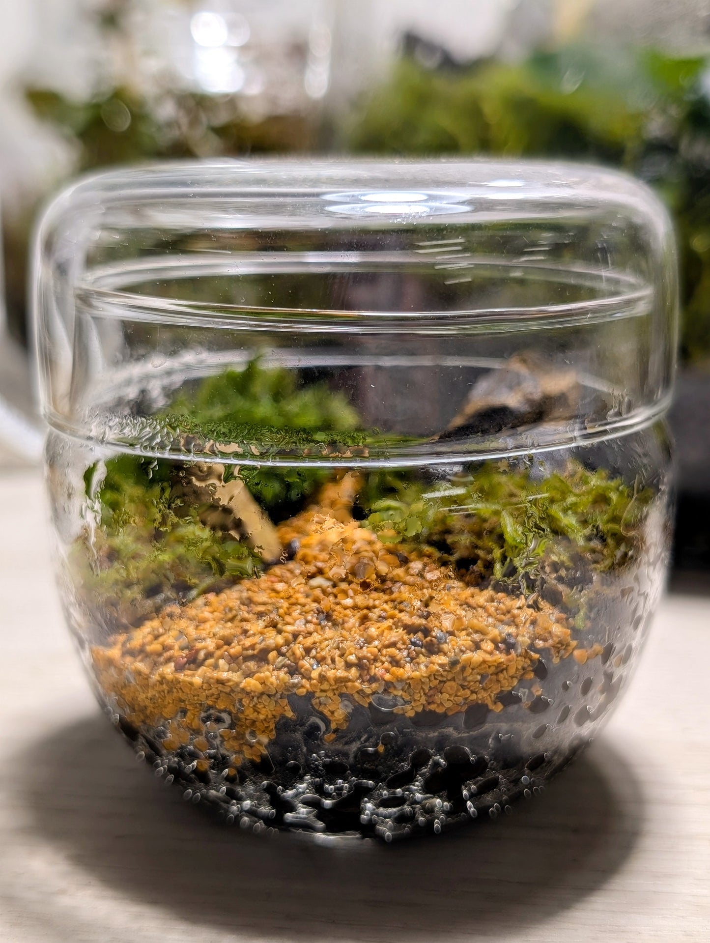Zen Mossarium - Kit