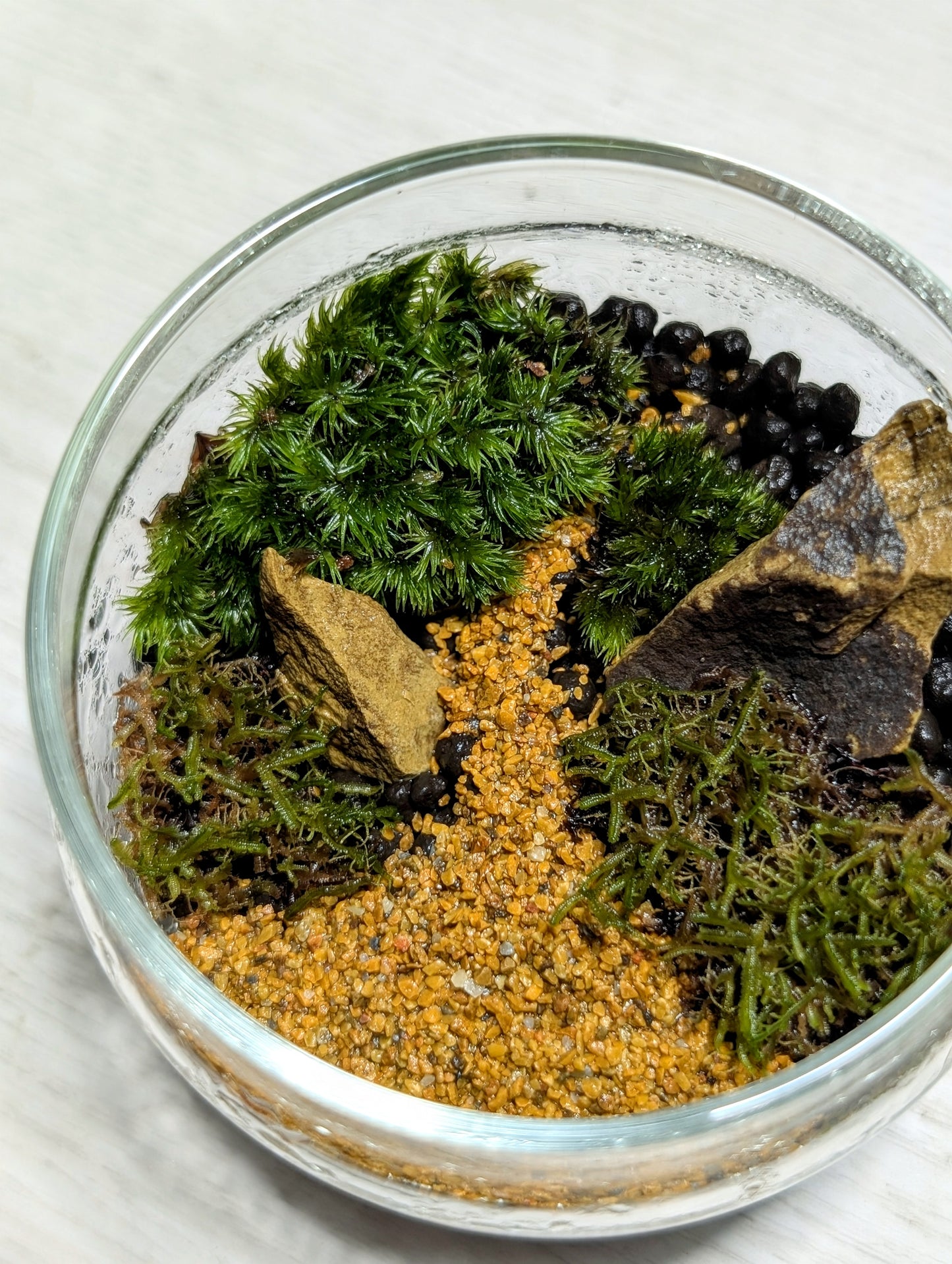 Zen Mossarium - Kit