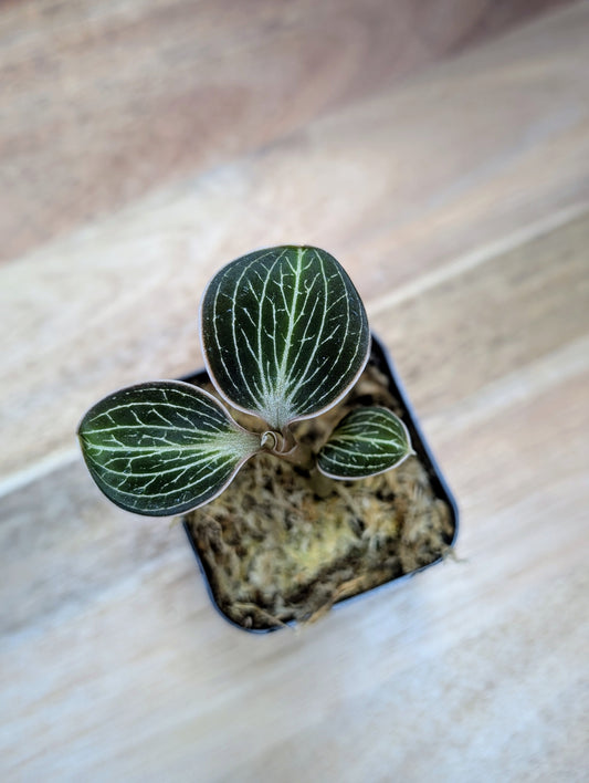 Anoectochilus lowii