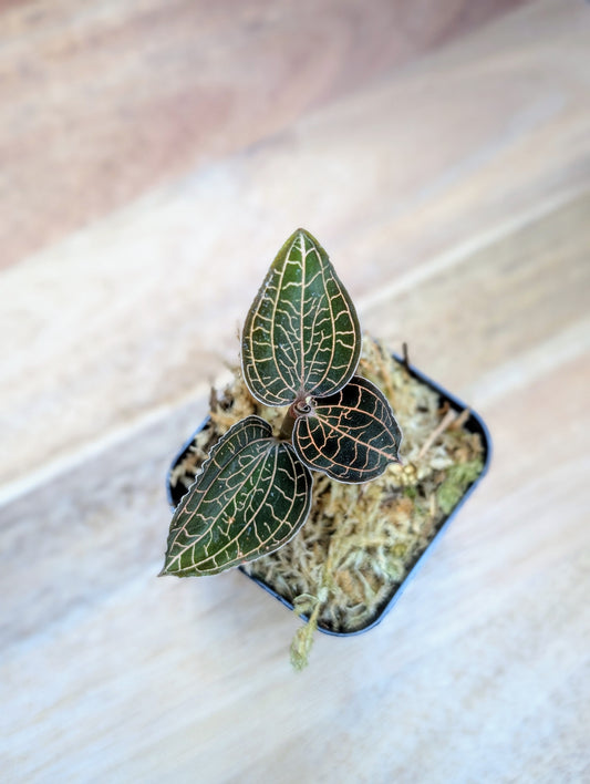 Anoectochilus roxburghii