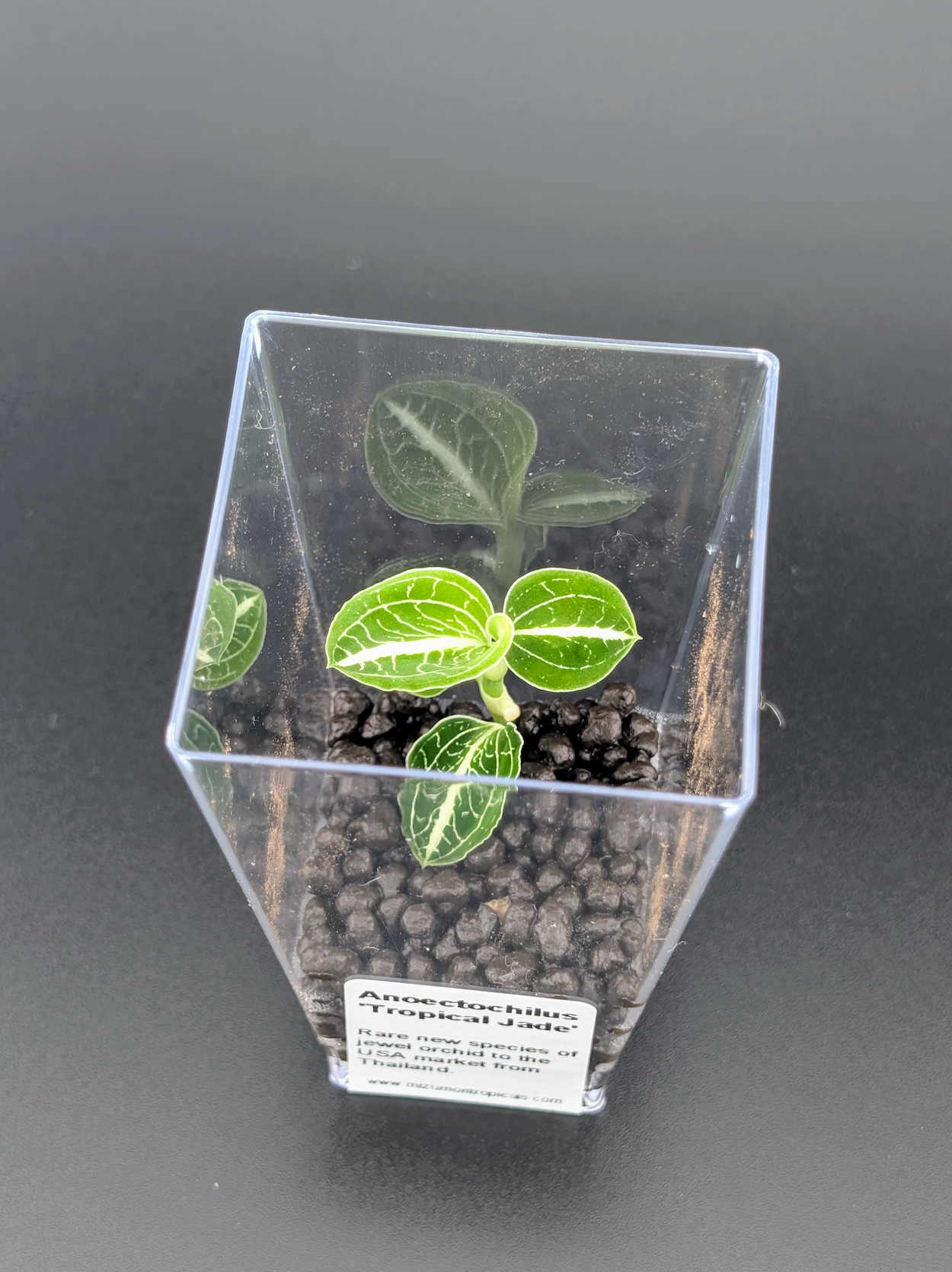 Small potted plant with green leaves in a clear container on a dark background