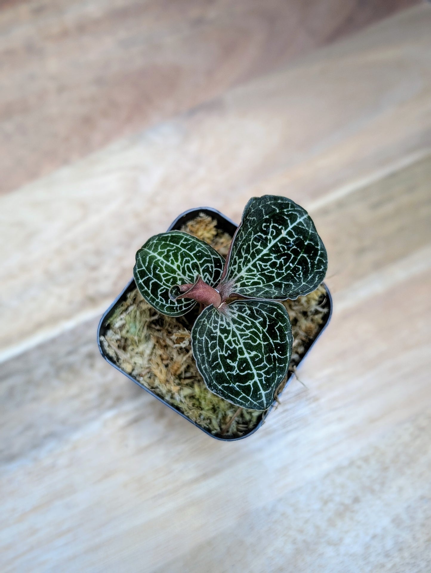 Anoectochilus formosanus