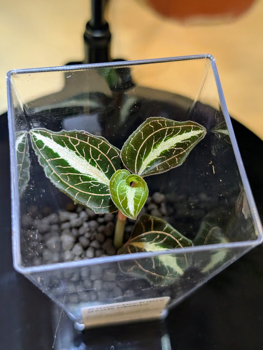 Anoectochilus geniculatus